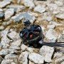 Foxeer Black Hornet 2806.5 1350KV FPV Motor (4X)